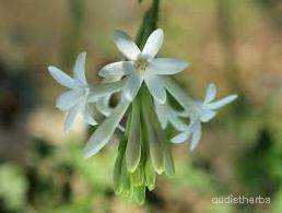 augmented_Polianthes tuberosa flower5_rotated_180.jpeg